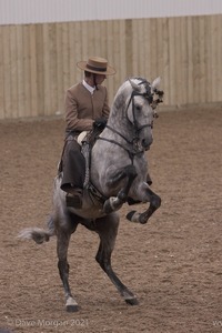 Lusitano Breed Society of Great Britain Show - Hartpury College - 27th June 2009